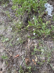 Stylisma pickeringii pattersonii