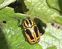 Cryptocephalus castaneus