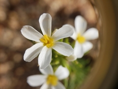 Leptosiphon nuttallii pubescens