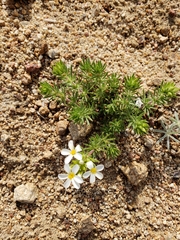 Leptosiphon nuttallii pubescens