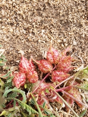 Astragalus lentiginosus semotus