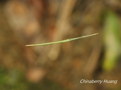 Ariamnes cylindrogaster