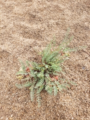 Astragalus lentiginosus semotus