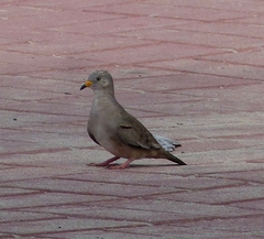 Columbina cruziana