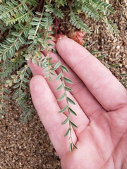 Astragalus lentiginosus semotus