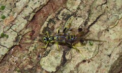 Spilopteron formosum