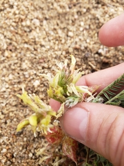Astragalus lentiginosus semotus
