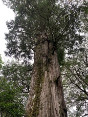 Chamaecyparis formosensis