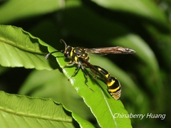 Phimenes flavopictus formosanus