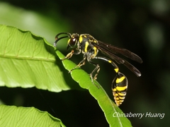 Phimenes flavopictus formosanus