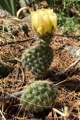 Opuntia polyacantha polyacantha