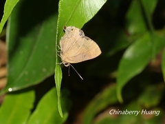 Rapala varuna formosana