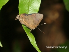 Rapala varuna formosana