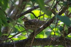 Canachites canadensis
