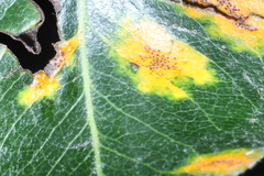 Gymnosporangium sabinae