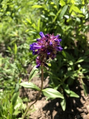 Penstemon procerus tolmiei