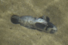 Neogobius melanostomus