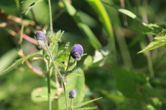 Aconitum delphiniifolium