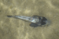 Neogobius melanostomus