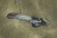 Neogobius melanostomus