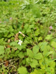 Epilobium pseudorubescens