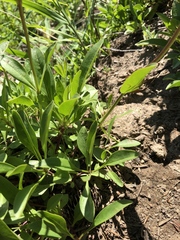 Penstemon procerus tolmiei