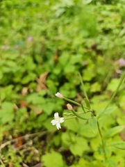 Epilobium pseudorubescens