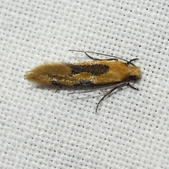 Hybroma servulella