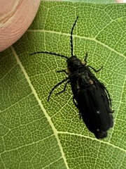 Polemius laticornis