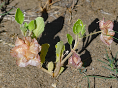 Tripterocalyx micranthus