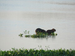 Hydrochoerus hydrochaeris