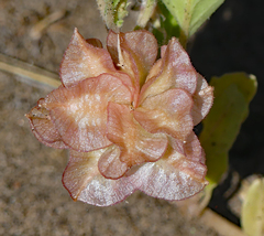 Tripterocalyx micranthus