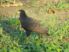 Buteogallus urubitinga