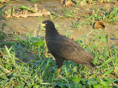 Buteogallus urubitinga