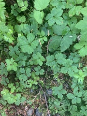Rubus pedatus
