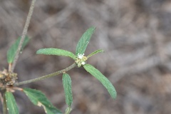 Croton glandulosus septentrionalis