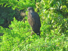 Buteogallus urubitinga