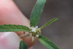 Croton glandulosus septentrionalis