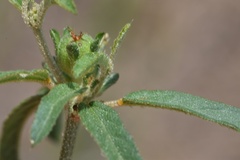 Croton glandulosus septentrionalis