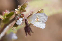 Phacelia racemosa