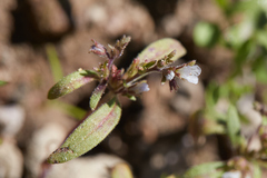 Phacelia racemosa
