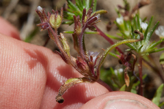 Phacelia racemosa