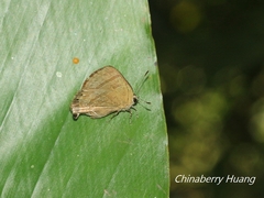 Rapala varuna formosana