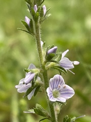 Linnaea