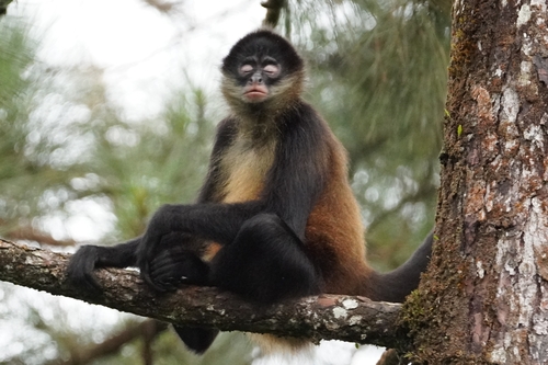Central American Spider Monkey