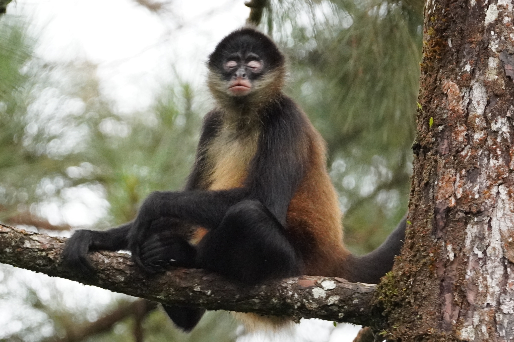 Macaco Aranha Geoffroys, Ateles Geoffroyi, Também Conhecido Como