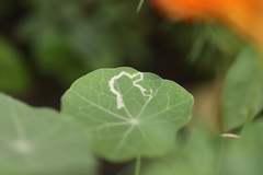 Phytomyza aquilegivora