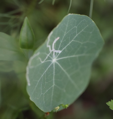Phytomyza aquilegivora