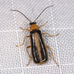 Rhagonycha mollis