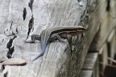 Plestiodon inexpectatus